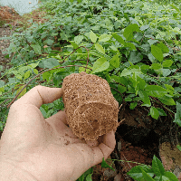 Giống cây sâm Nam núi Dành