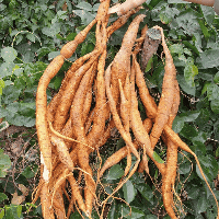 Củ sâm Nam núi Dành Tươi