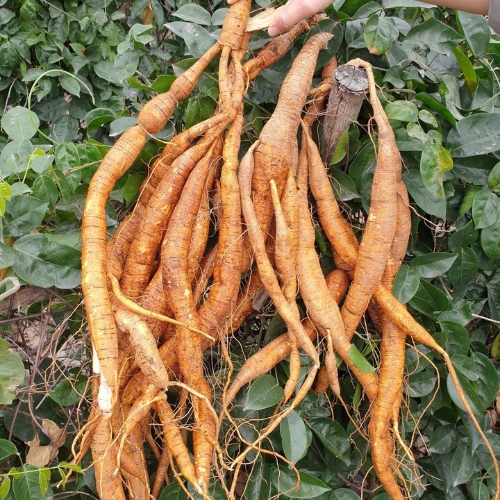sâm nam núi dành